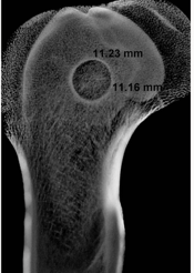 Microradiograph of a proximal femur with a cylindrical defect annotated with measurements in millimetres